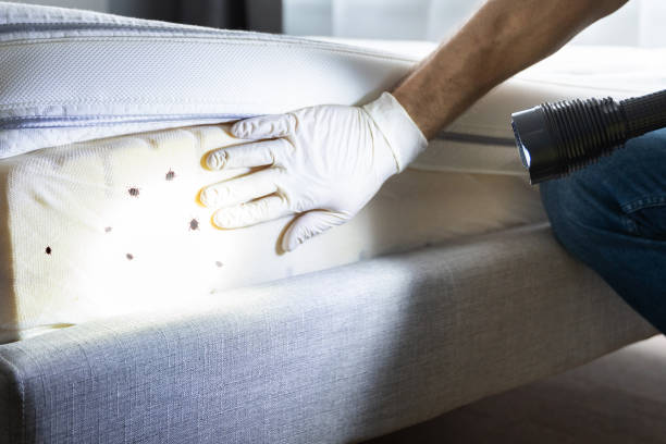 Best Flea Control Services  in Marengo, IL