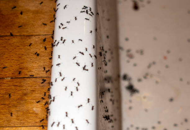 Best Pest Control Treatment  in Marengo, IL